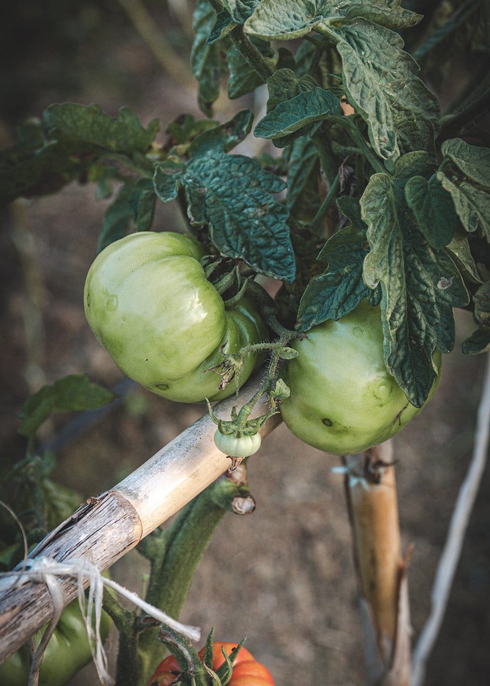 Tomates maduros en la huerta de La Stalla — del huerto a la mesa ese mismo día